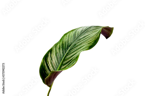 tropical green leaves isolated on white background  Tropical foliage or ornamental plant  with clipping path on file.