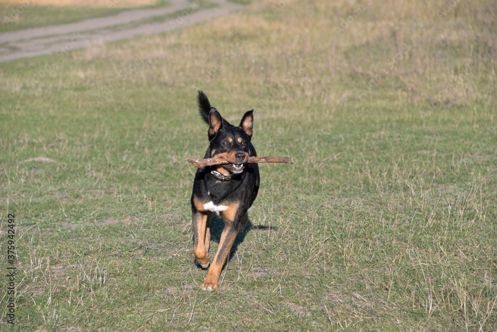 On self-isolation, you can walk your dog in the Park on a hot autumn day. The dog runs merrily for sticks. On self-isolation, you can walk your dog in the Park on a hot autumn day. The dog runs merrily for sticks.