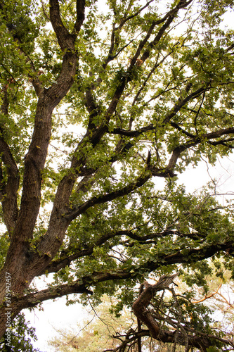 großer alter Baum-Ausschnitt