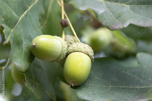 Eicheln am Baum; Nahaufnahme