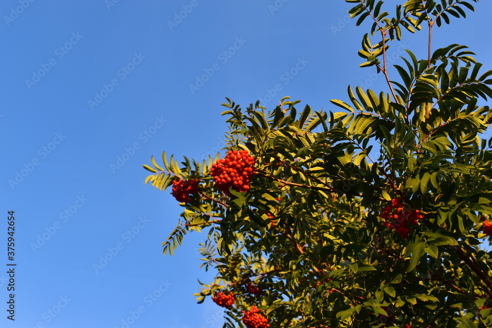 Rowan tree with ripe berries against the sky Rowan tree with ripe berries against the sky