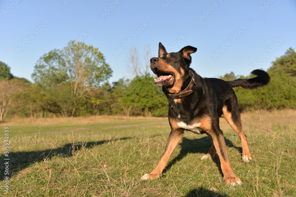 On self-isolation, you can walk your dog in the Park on a hot autumn day. The dog runs merrily for sticks. On self-isolation, you can walk your dog in the Park on a hot autumn day. The dog runs merrily for sticks.