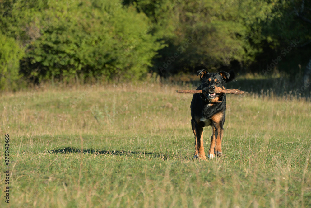 On self-isolation, you can walk your dog in the Park on a hot autumn day. The dog runs merrily for sticks. On self-isolation, you can walk your dog in the Park on a hot autumn day. The dog runs merrily for sticks.