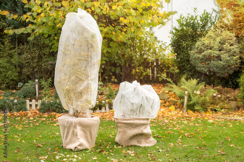 Tree in pot is wrapped in fleece for the winter. Autumn work in the garden. photo