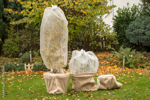 Tree in pot is wrapped in fleece for the winter. Autumn work in the garden. photo