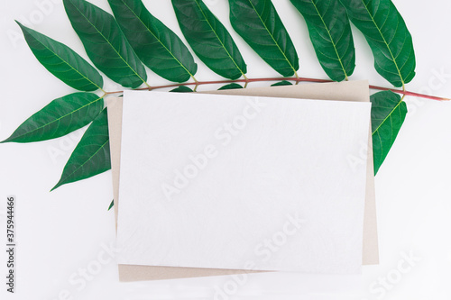 Mockup for greeting cards, invitation cards, business card, thank you card of white and dark cardboard on a light vintage background with a branch of a green leaves manchurian nut plant. Top view,flat