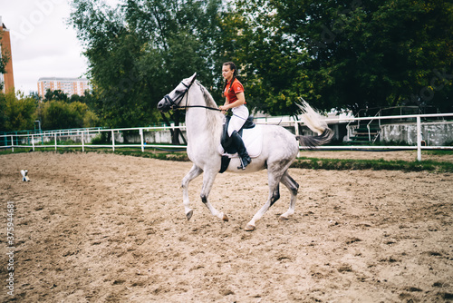 Caucasian jockey sitting in saddle and riding on thoroughbred stallion horse during courses in paddock, young female professional training skills of dressage during speed walk on purebred mare