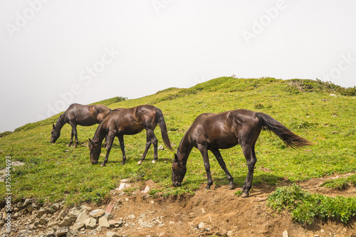 three horses in the meadow. Magnificent panoramic view the coniferous forest on the mighty Mountains and beautiful blue sky background. Beauty of wild virgin Russian nature. Peacefulness.