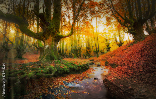 Autumnal image of the magic forest of otzarreta, in Basque Country, Spain