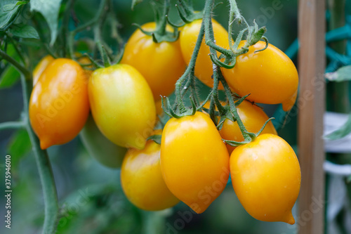 Fresh yellow tomatoes in the garden photo