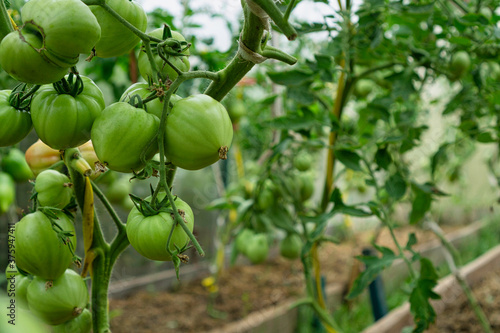 Billede på lærred Bunch of unripe green tomatoes in greenhouse.