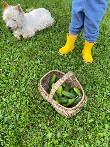 fresh pickup cucumbers in basket, autumn harvest