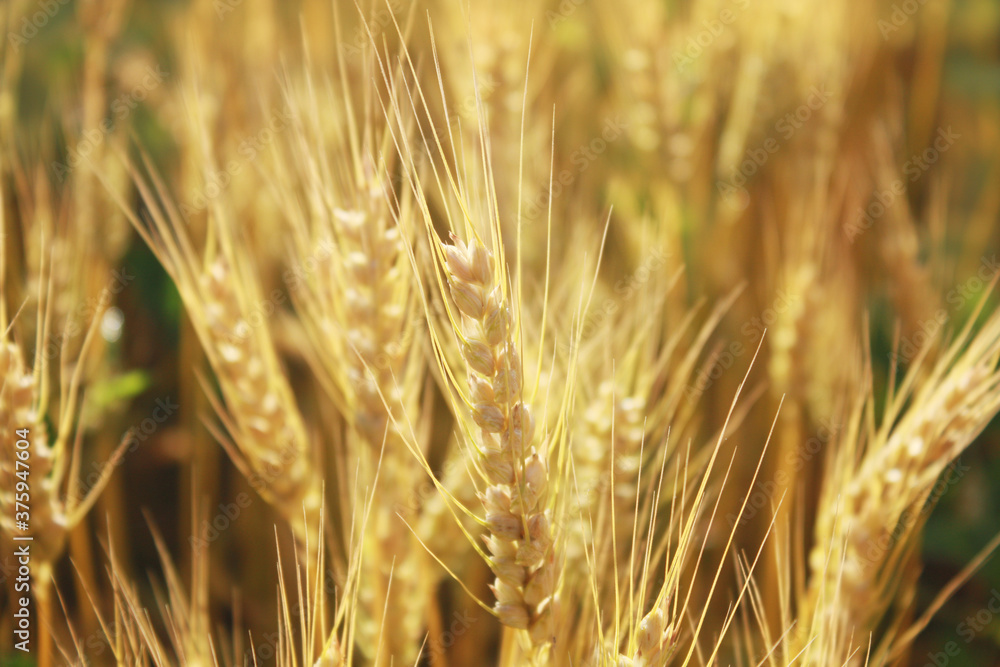 Golden rye field. Nature background. Ripe ears.