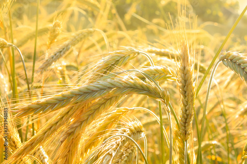Obraz na płótnie Golden rye field. Nature background. Ripe ears. w salonie