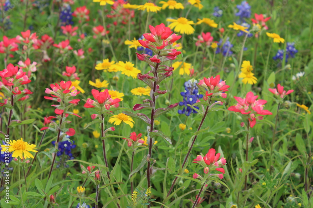 Indian Paintbrush and Texas Wildflowers