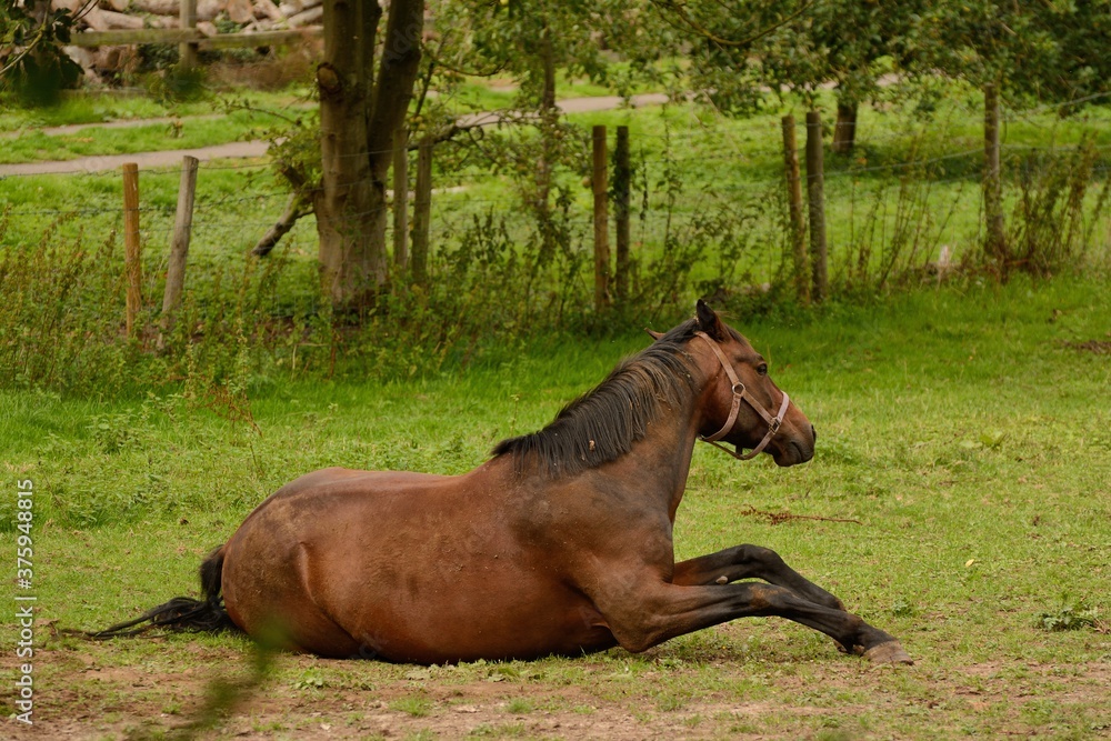 Fototapeta premium Chestnut horse happily rolling in the dust in an English field