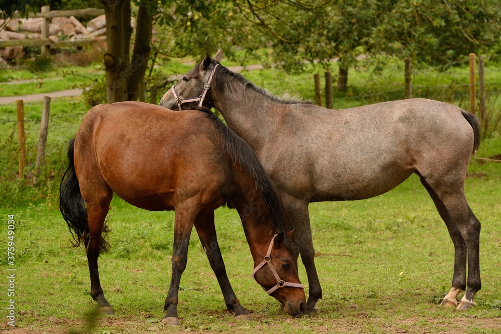 Pair of horses grazing in a field in Autumn Pair of horses grazing in a field in Autumn