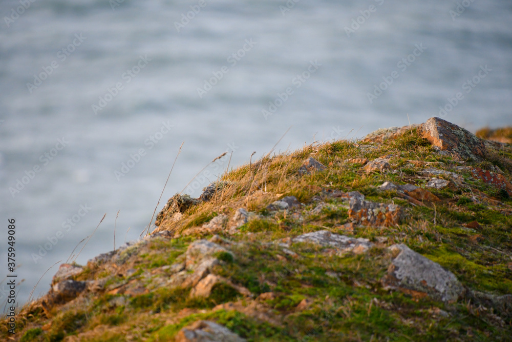 moss on rocks moss on rocks