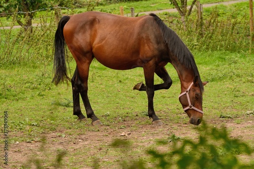 Horse grazing  resting one leg.