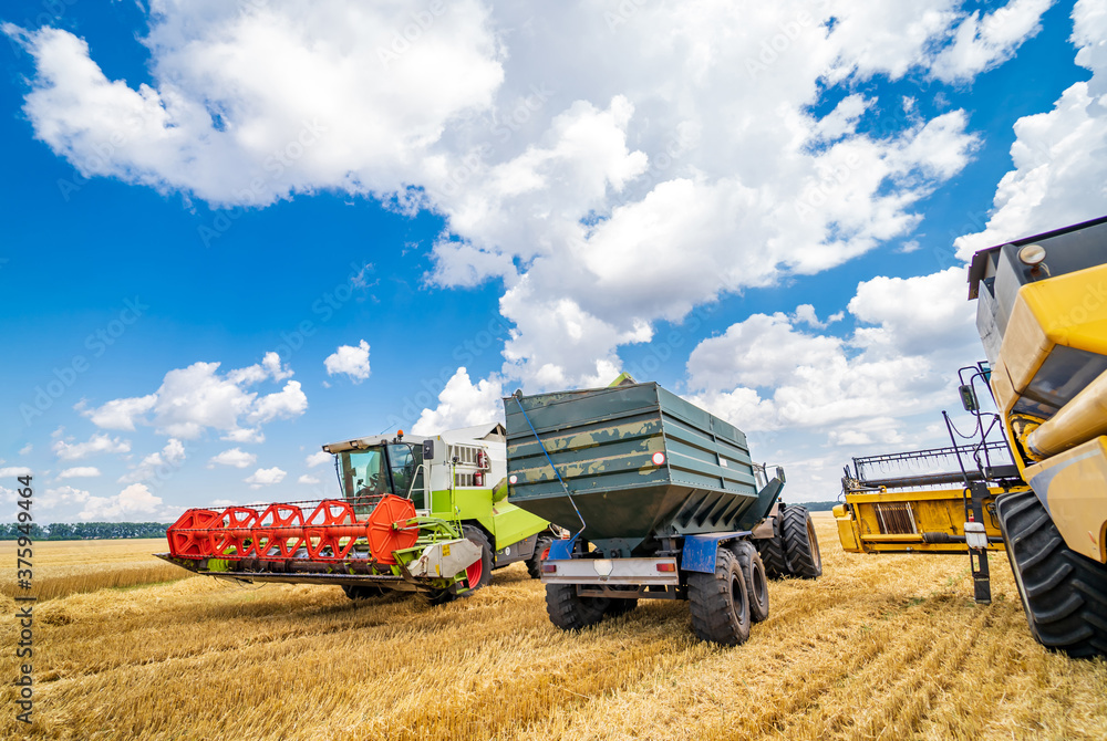 Fototapeta premium Three items of wheat gathering machines. Real process of wheat harvesting. Blue cloudy sky above.