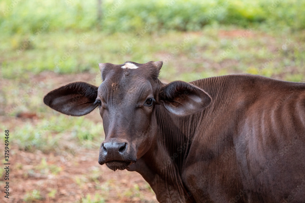 cow in the field cow in the field