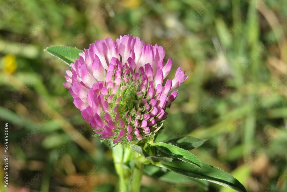 Beautiful clover flower in the meadow, closeup Beautiful clover flower in the meadow, closeup