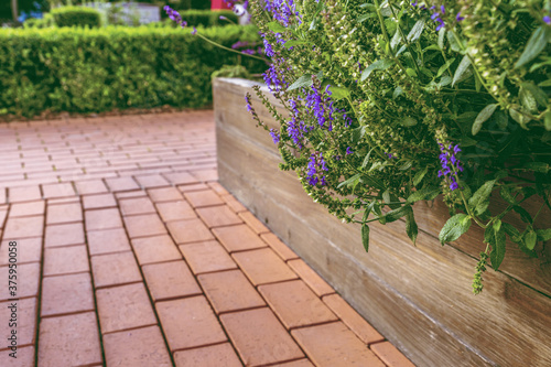 Raised beds in an urban garden growing plants flowers  herbs spices and berries