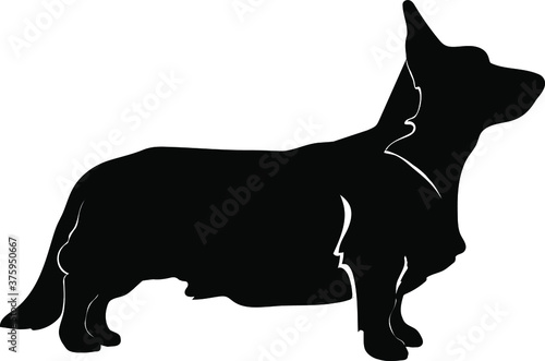 Cardigan welsh corgi full body vector silhouette illustration