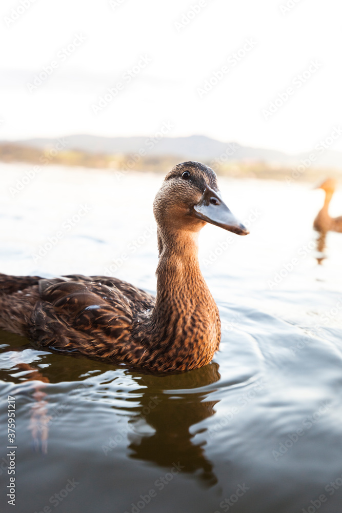 Mallard duck in the natural landscape. Duck swims in the water in front of a beautiful mountain panorama. Ente schwimmt im Wasser vor wunderschönem Bergpanorama. Stockente in der Naturlandschaft. Mallard duck in the natural landscape. Duck swims in the water in front of a beautiful mountain panorama. Ente schwimmt im Wasser vor wunderschönem Bergpanorama. Stockente in der Naturlandschaft.