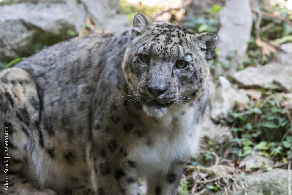 Obraz premium portrait of snow leopard or ounce (Panthera uncia)