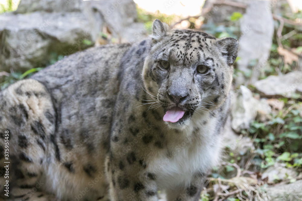 Snow leopard sticks out his tongue, ounce (Panthera uncia) licks his mustache Snow leopard sticks out his tongue, ounce (Panthera uncia) licks his mustache