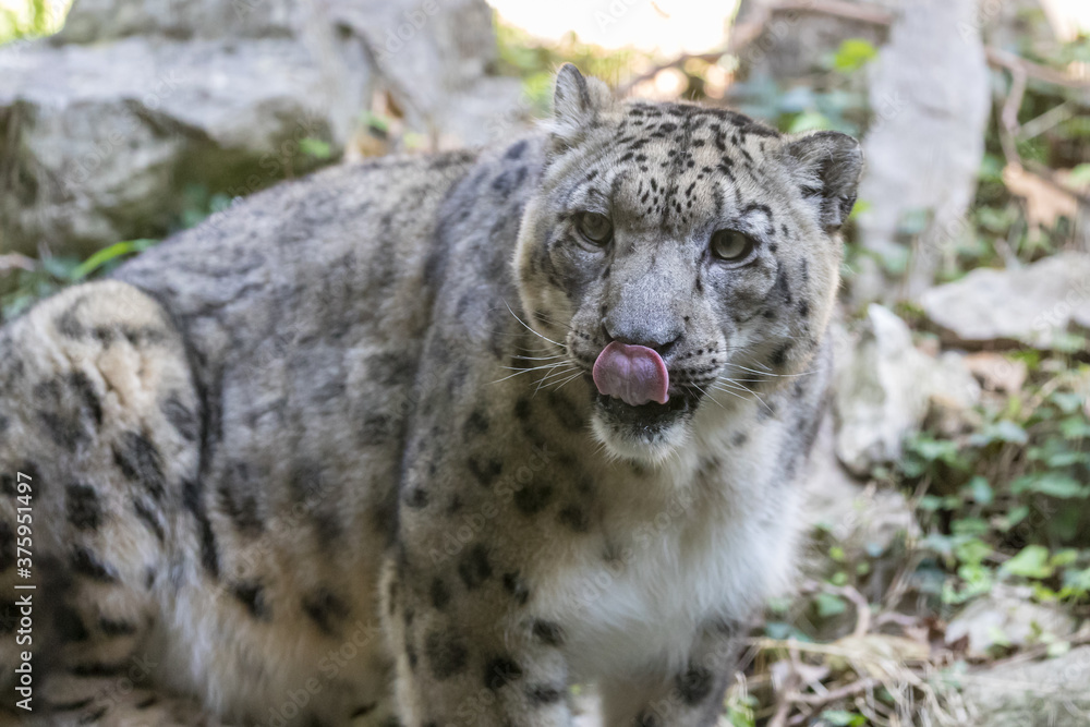 Snow leopard sticks out his tongue, ounce (Panthera uncia) licks his mustache Snow leopard sticks out his tongue, ounce (Panthera uncia) licks his mustache