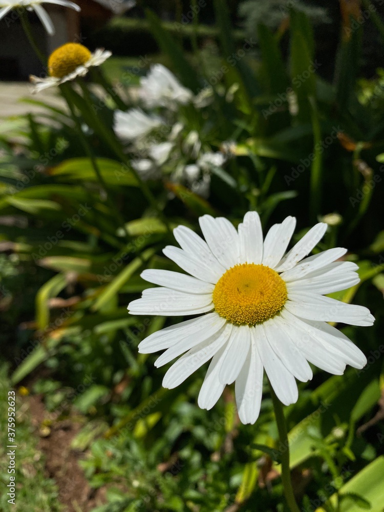 Fototapeta premium white daisy flower