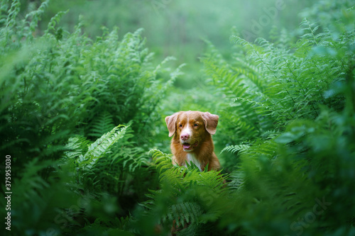 dog in the fern. Nova Scotia Duck Tolling Retriever in the forest. Tropics. Traveling with your pet © annaav
