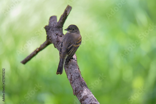Φωτογραφία acadian flycatcher on a branch