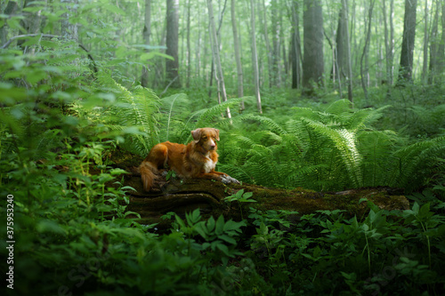 dog in the fern. Nova Scotia Duck Tolling Retriever in the forest. Tropics. Traveling with your pet