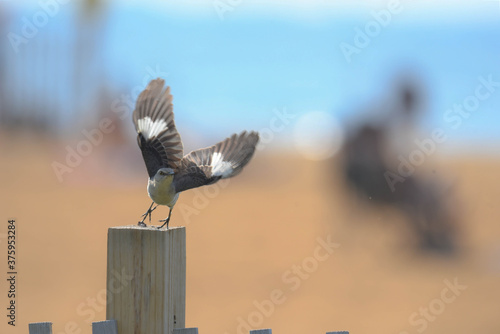 Cuadro en lienzo mockingbird at the beach takes flight