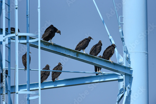 Black vultures on a blue water tower