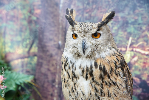 portrait of a cute owl