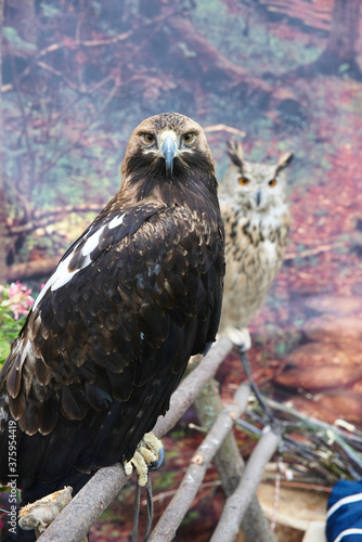 eagle and owl at the bird show