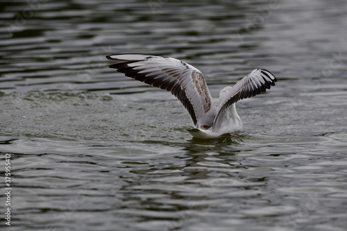 seagull on the water © Elena Bandurka