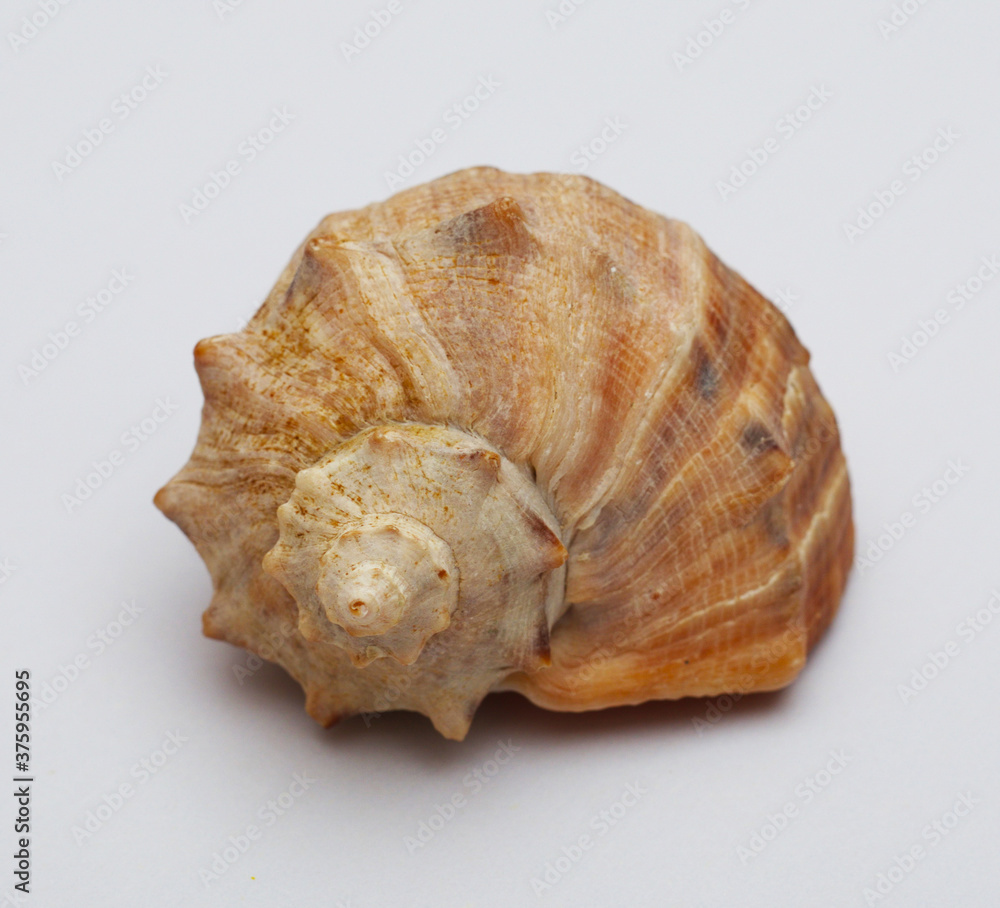 Sea shell isolated on white background. Ocean life. Sea shell isolated on white background. Ocean life.