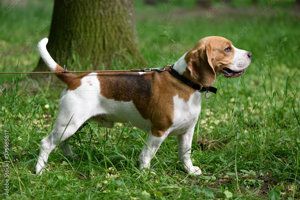 Beagle hunting dog on a leash walks in the park
