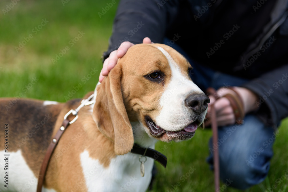 Owner stroking his beagle dog. Love between owner and dog.