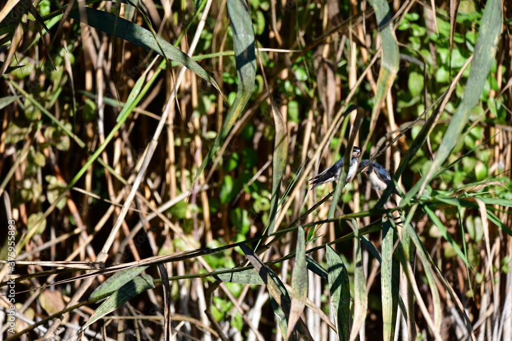 Fototapeta premium blackbird on the grass