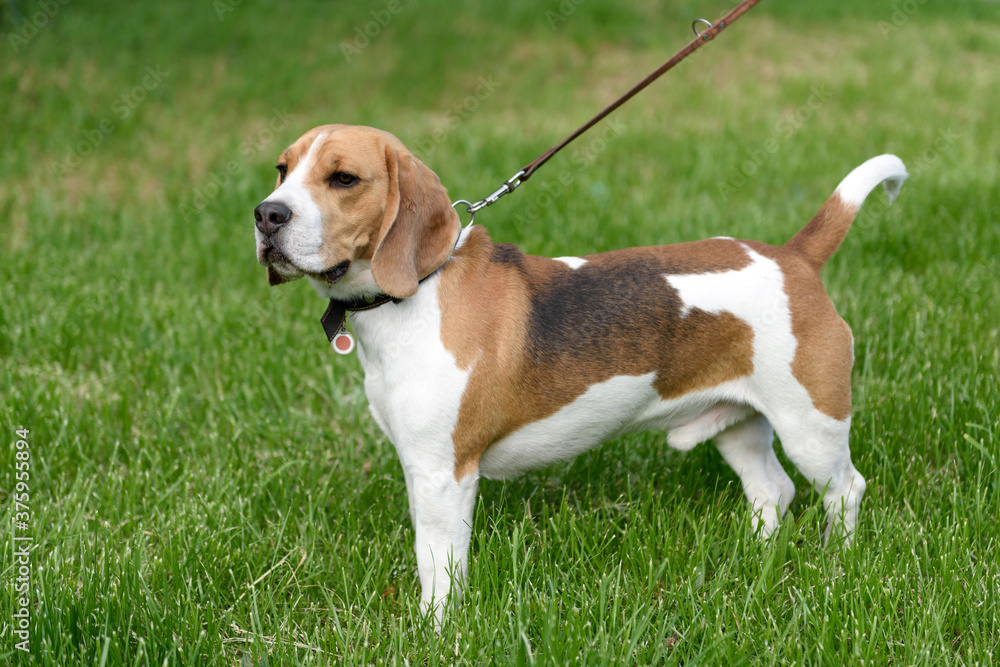 Beagle hunting dog stands on grass