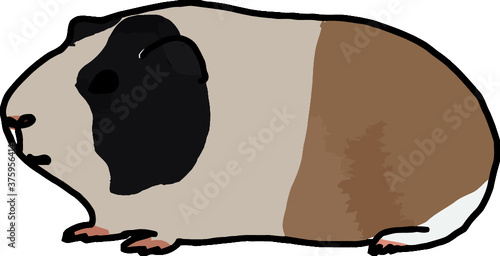 hand drawn watercolor guinea pig