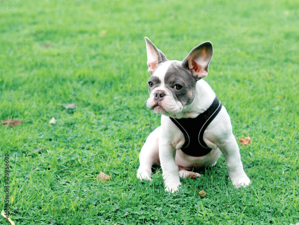 Puppy of White French Bulldog out for a walk sitting on the grass in Summer Puppy of White French Bulldog out for a walk sitting on the grass in Summer