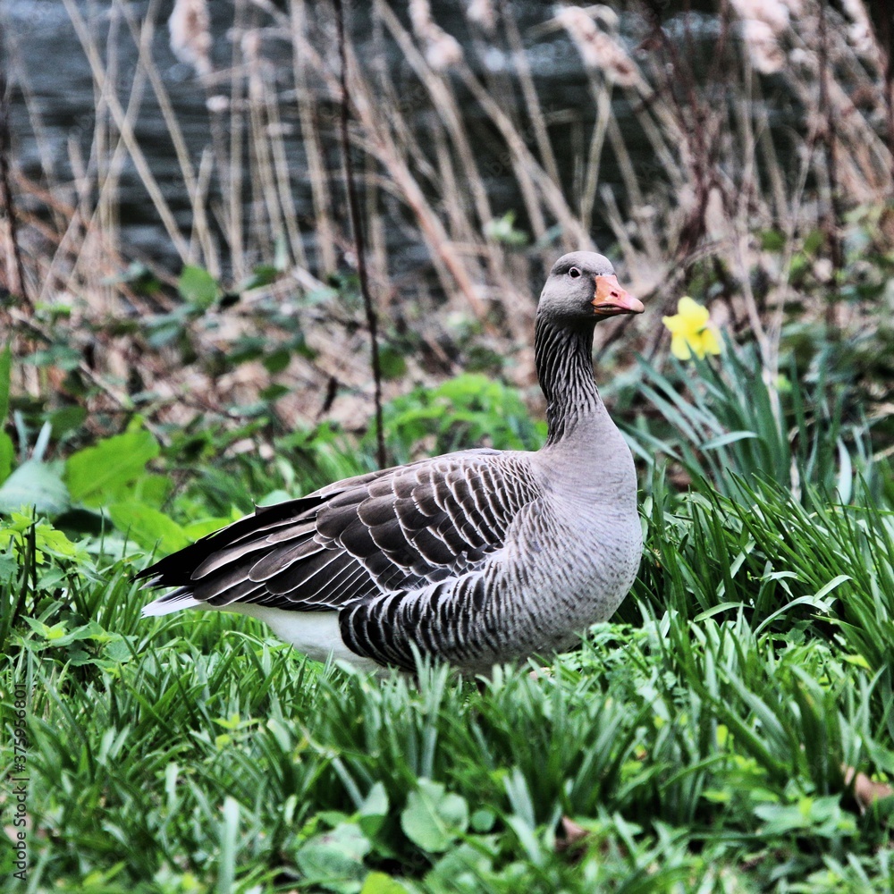 goose on the meadow goose on the meadow