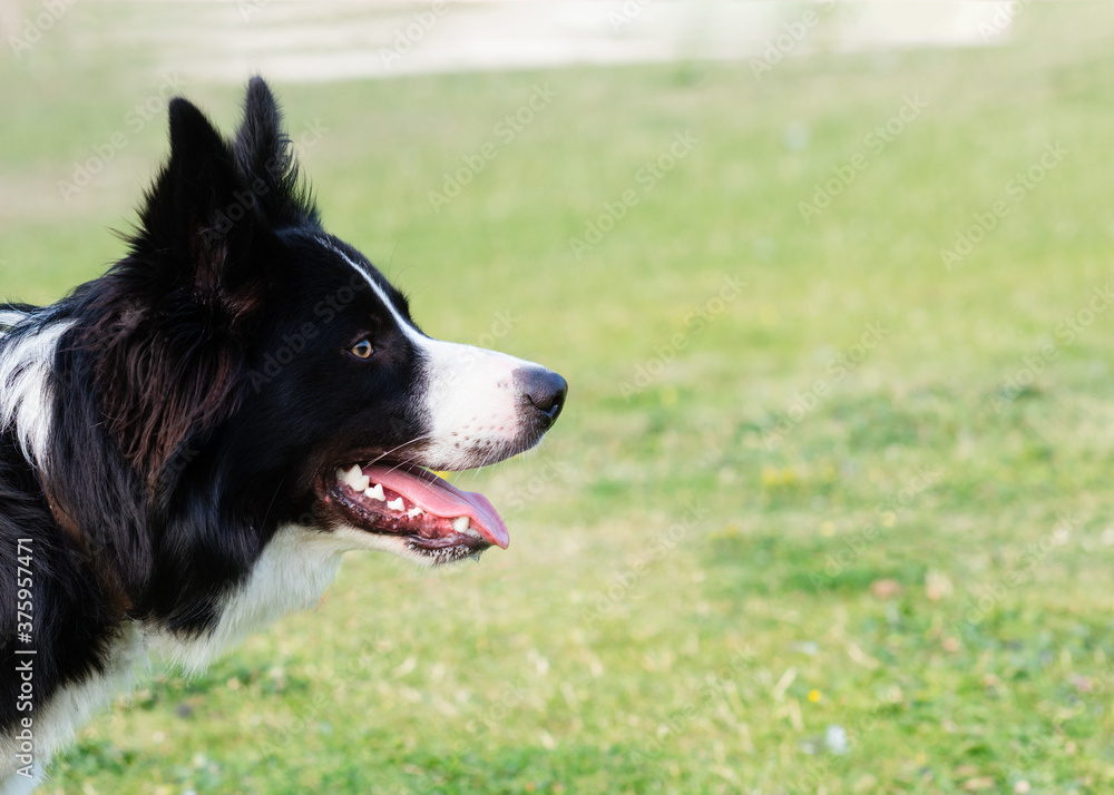 Black and white collie playing  on the grass